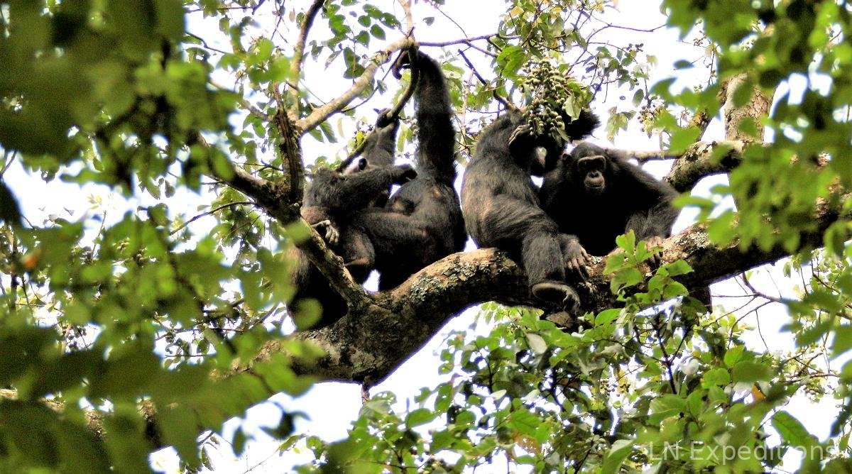 Uganda Introduces New Park Tariffs for 2027 and Low-Season Rates for 2026 and 2027.