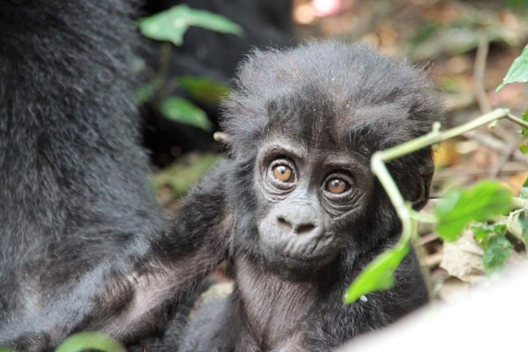 Uganda Gorillas Safari