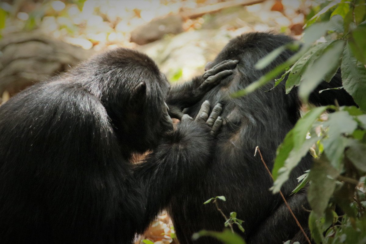 Primates & Wildlife Uganda Safari